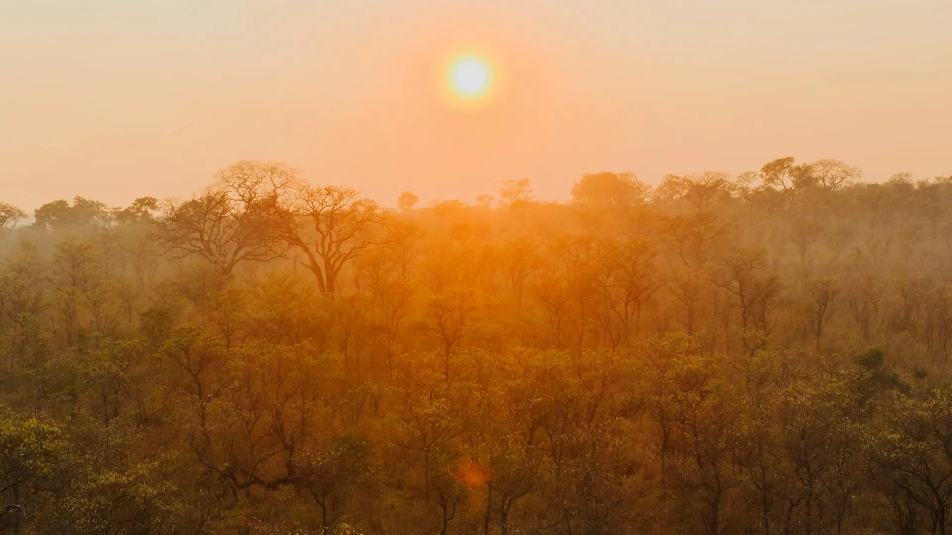 African savanna at sunset — Central African expertise